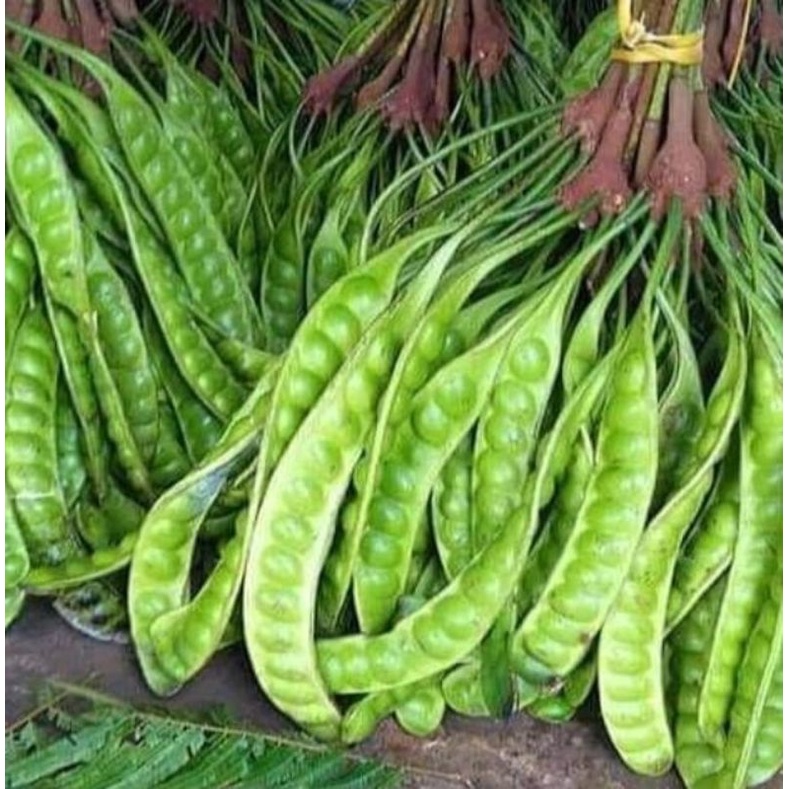 

buah Pete petai segar langsung dari kebun 1lonjor