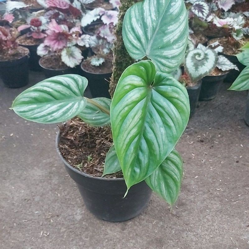 philodendron plowmani