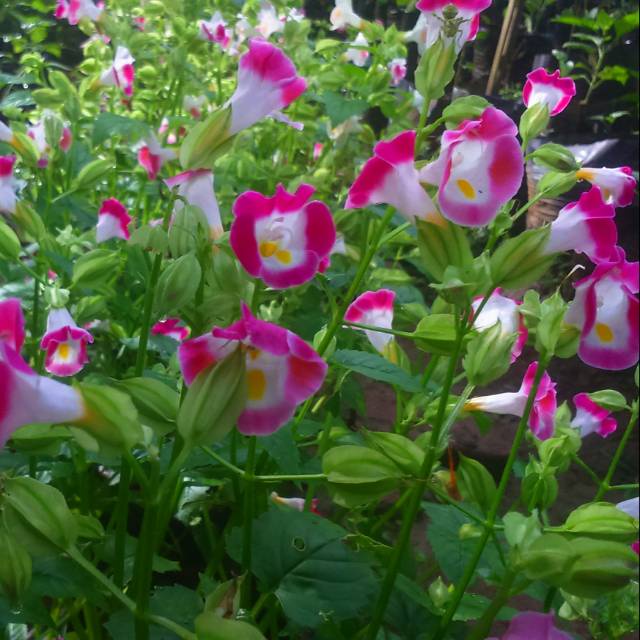 Mata Kucing Pink bibit -Tanaman Hias Bunga Torenia Pink - BAKUL KEMBANG