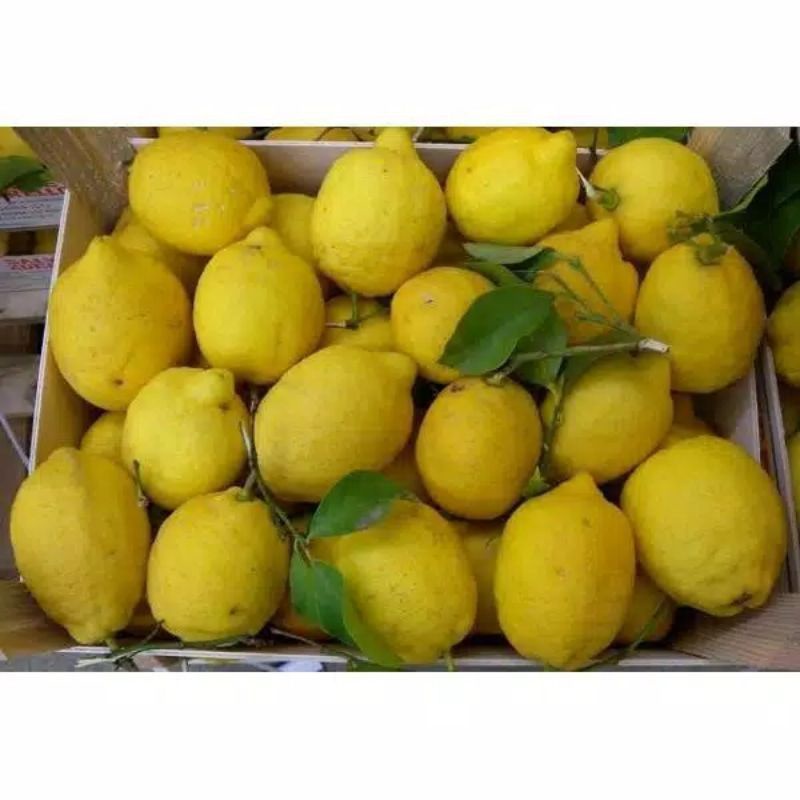 

jeruk lemon 1kg