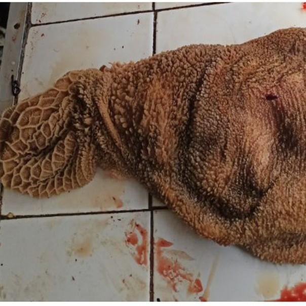 

Meat | Babat Dan Usus Kambing