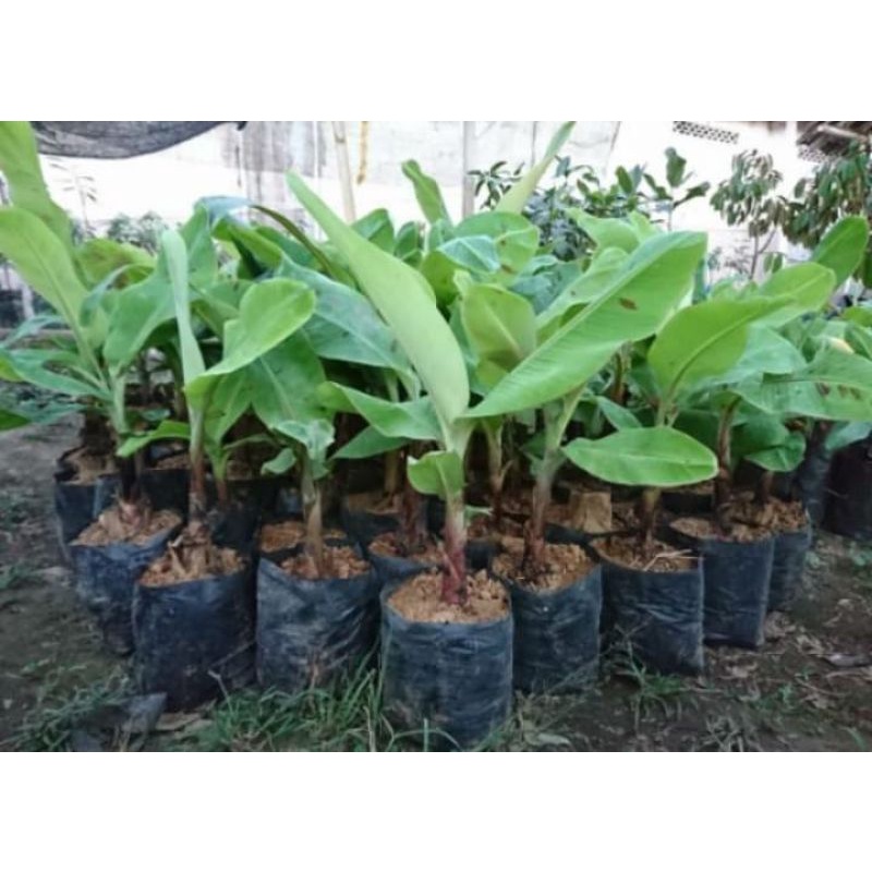 BIBIT POHON PISANG EMAS,PISANG LAMPUNG