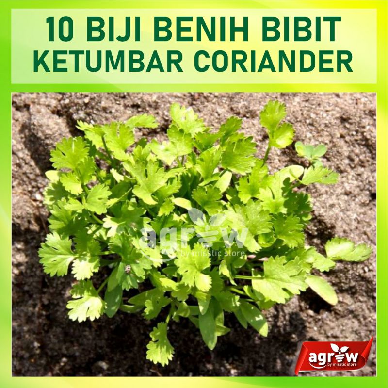 10 Benih Biji Herb Coriander Daun Ketumbar Favor Bibit Sayuran Herbl Known You Seed
