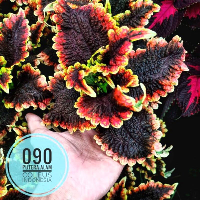 Miana id black pink/Miana premium/miana langka.