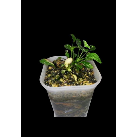 Anubias new marbel & anubias pinto