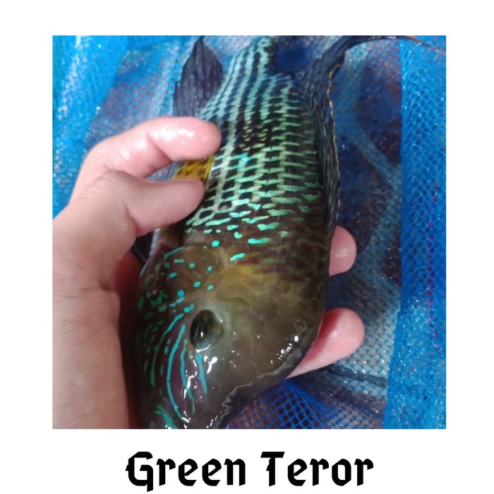 Ikan Predator Ikan Green Terror Ikan Hias Air Tawar Shopee Indonesia