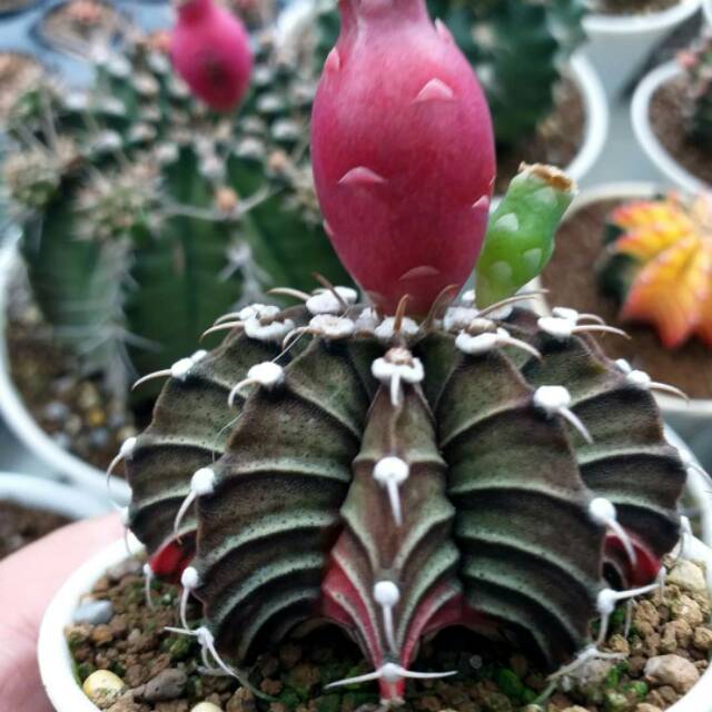 Biji benih kaktus LB Hybrid Variegata