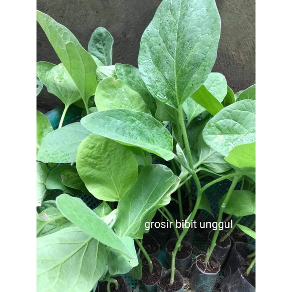 Bibit tanaman terong ungu siap tanam