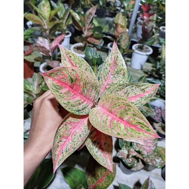 Aglaonema Red Legacy