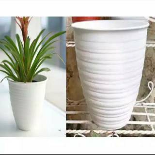  Pot  bunga tawon  tirus  pirus putih  plastik uk 18cm Shopee 