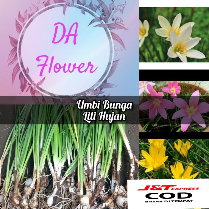 umbi hujan lili satu paket 3 warna