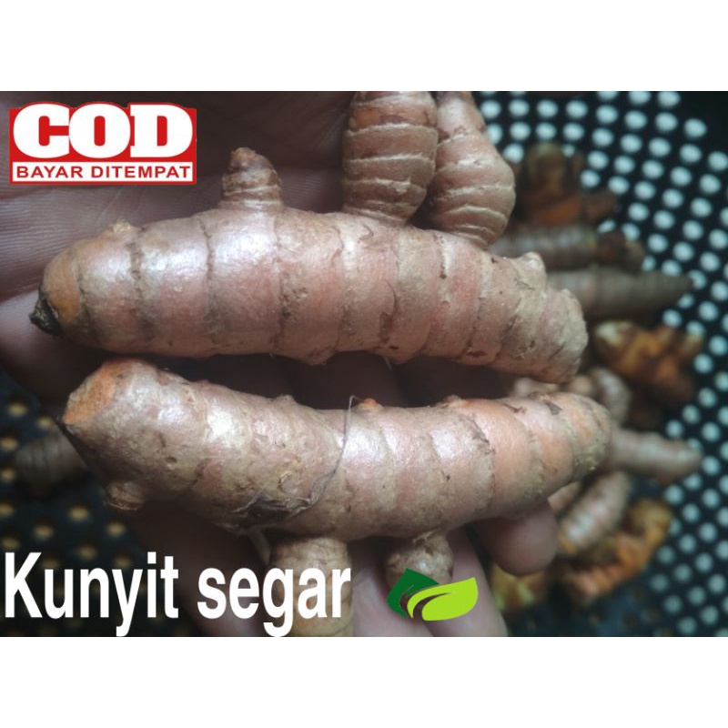 

kunyit Fress segar 1 kg