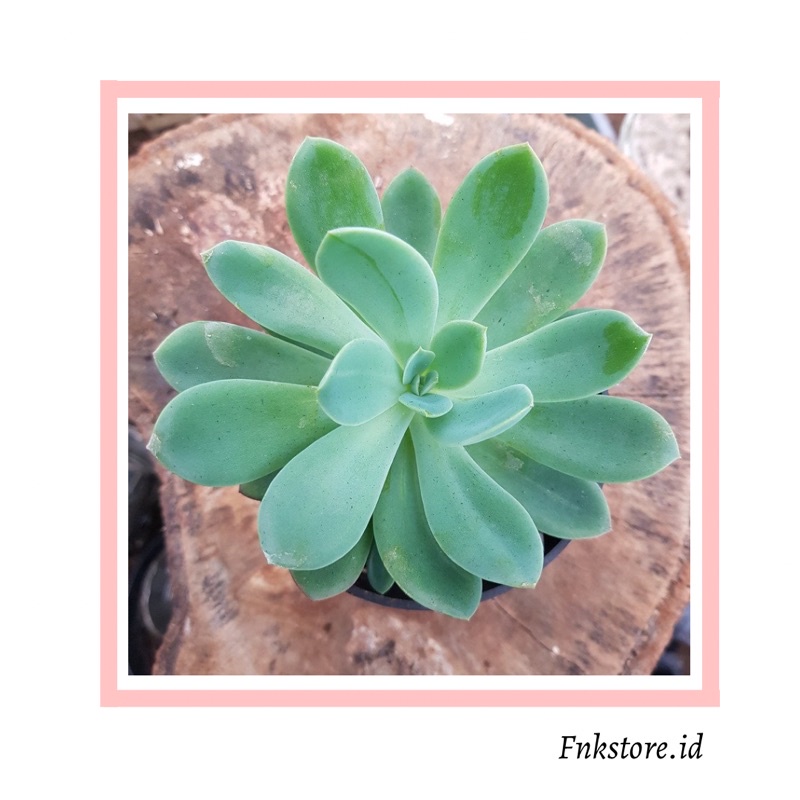 Sukulen jumbo echeveria sagita / sukulen lengkap pot dan media tanam/ sukulen jumbo/ sukulen murah/ 