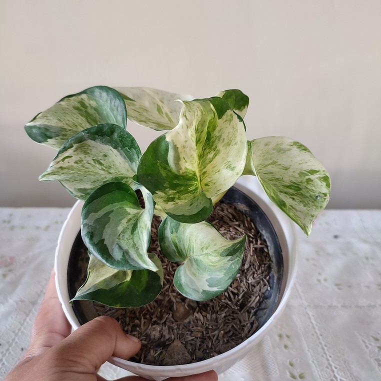 Bunga Sirih Gading Manjula Pothos Cantik Murah