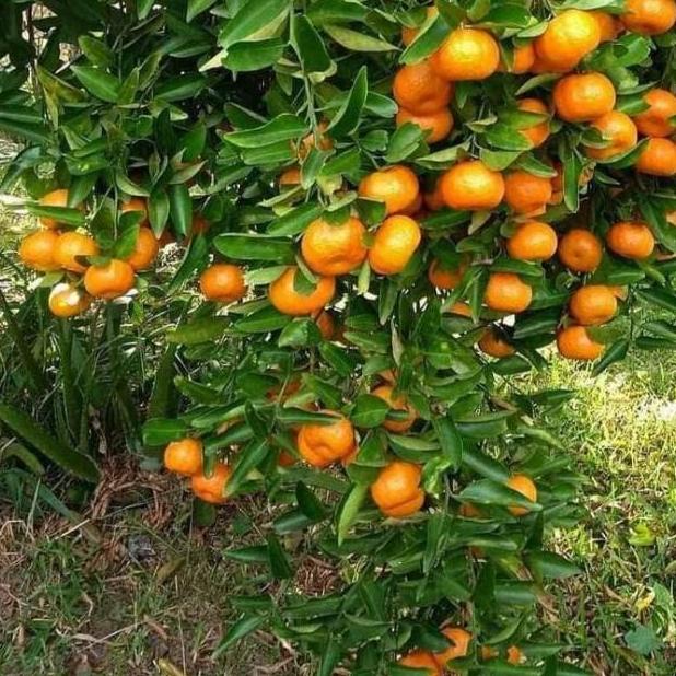 Bibit Buah jeruk Santang Madu Berbuah
