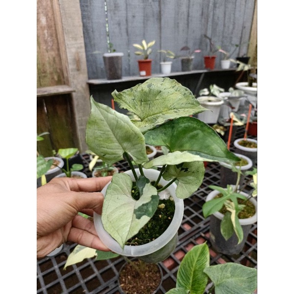 syngonium green splash