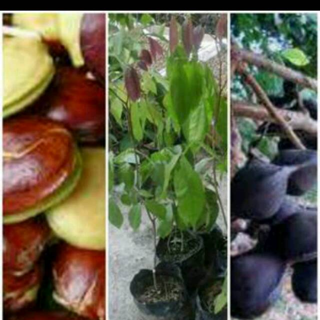 Bibit pohon jengkol super 5 pohon