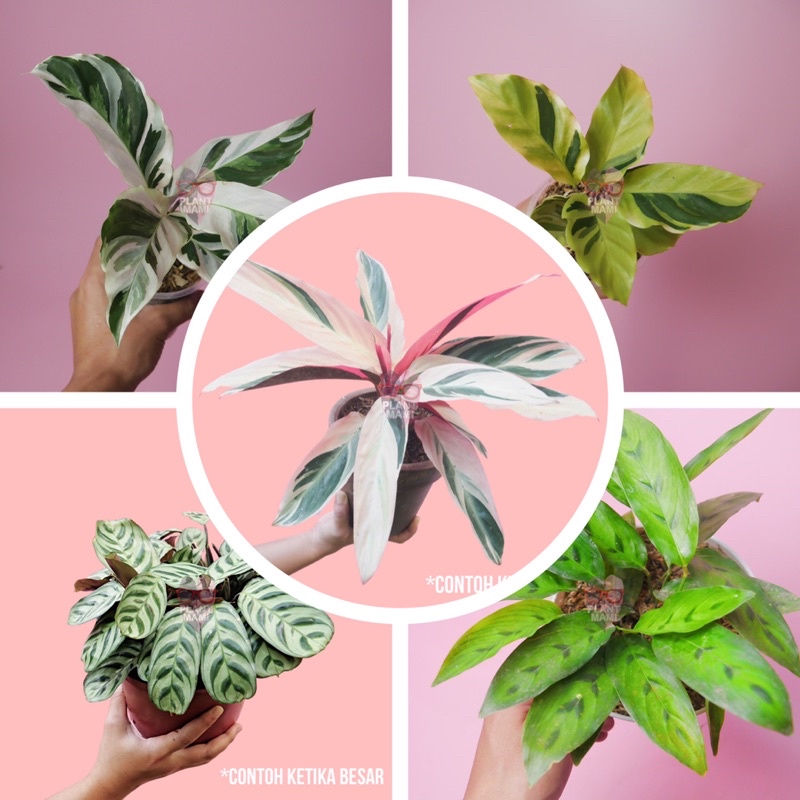 Promo hemat 5 jenis calathea | paket calathea