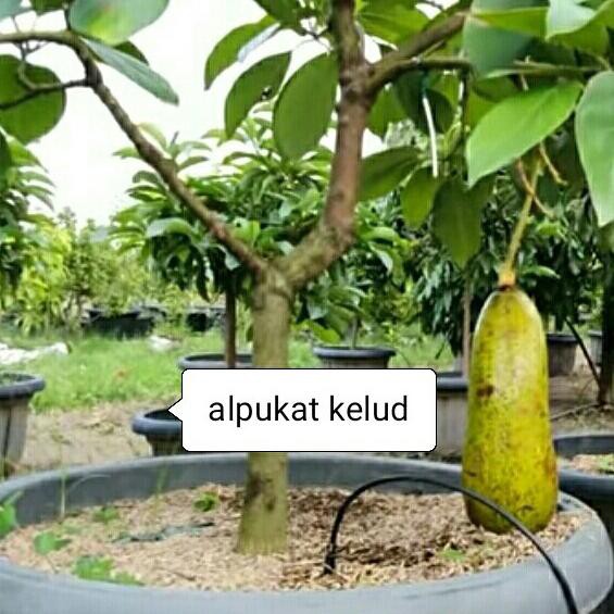 TERBAIK Bibit alpukat Kelud/Subang buah super jumbo TERMURAH