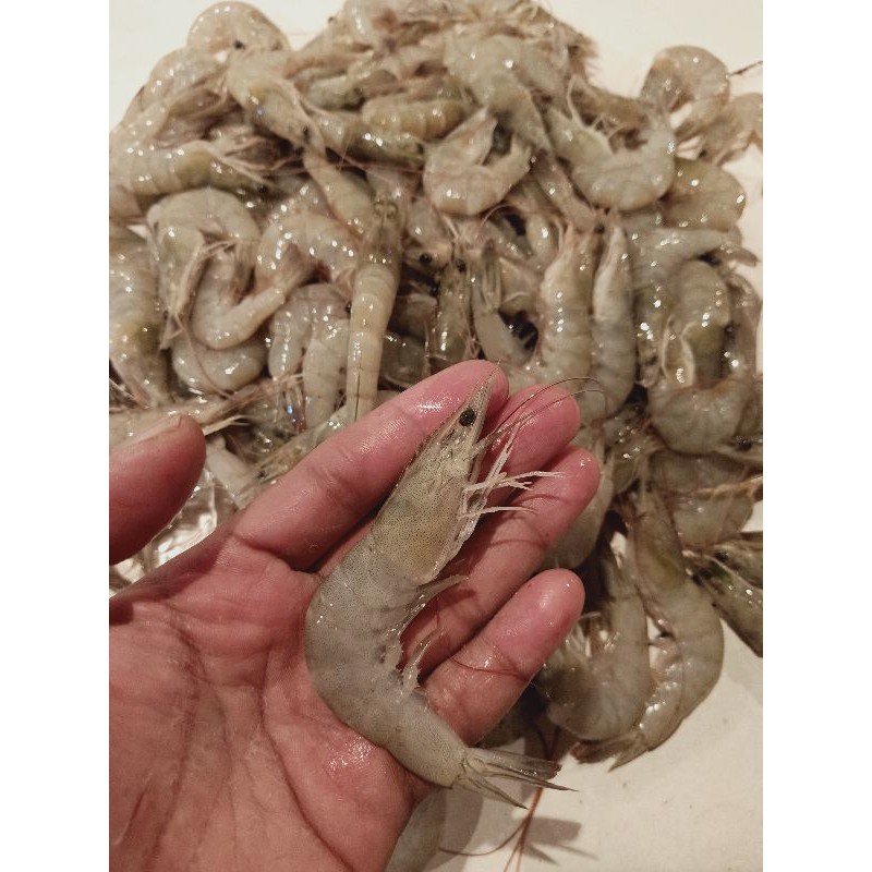 

Udang Vaname / Udang Seger