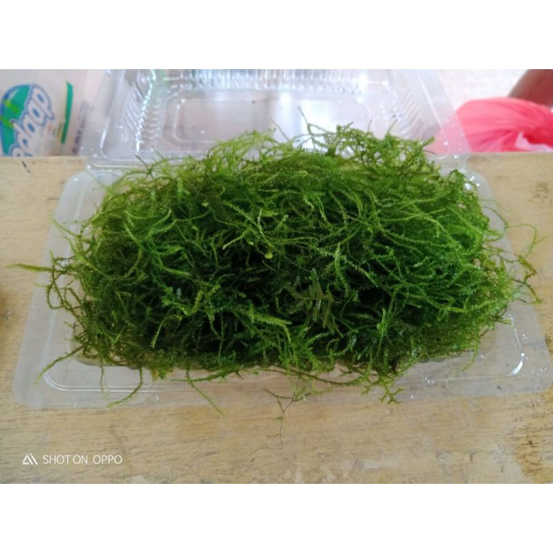 Java Moss Tanaman hias Aquascape Low Co2
