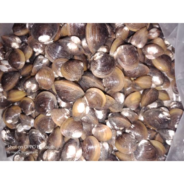 Kerang remis fres