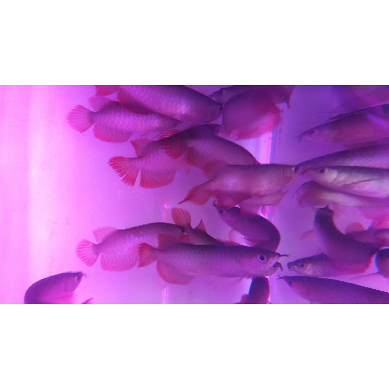 

Ikan Arwana Super Red Baby 12-14cm || Bersertifikat dan Chip