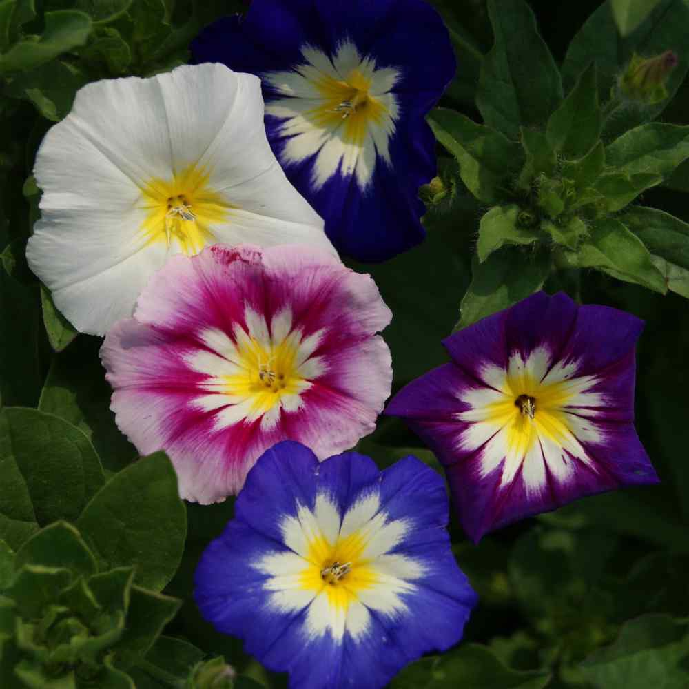 Benih Bibit Biji - Bunga Morning Glory Dwarf Ensign Mix Flower Seeds - IMPORT