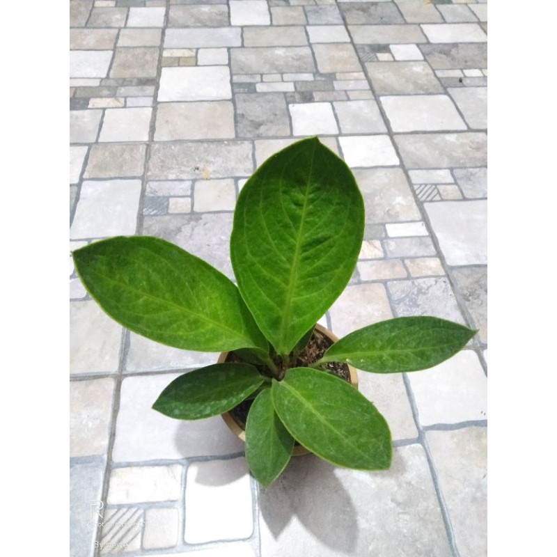 Anthurium jemani mangkok napoleon #1