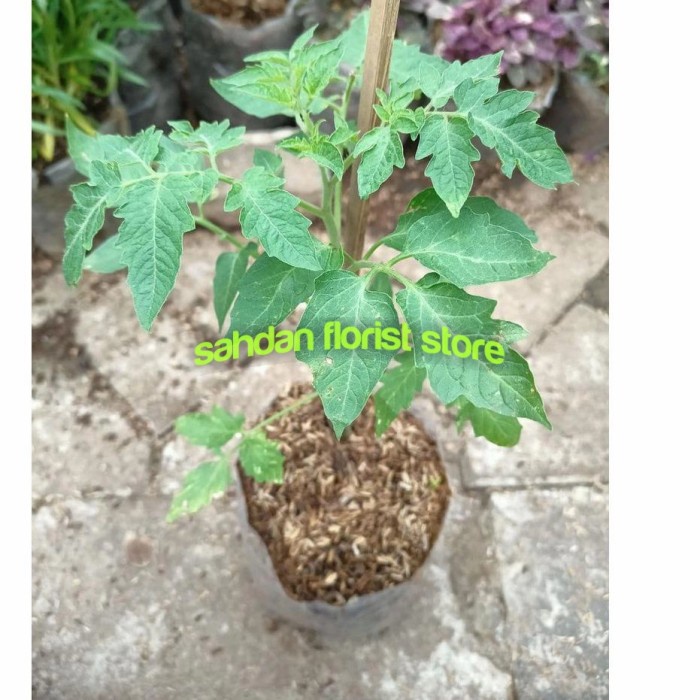bibit pohon tomat ceri - tanaman herbal tomat - pohon tomat ceri
