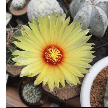 seed / biji / benih cactus / kaktus astro capricorne