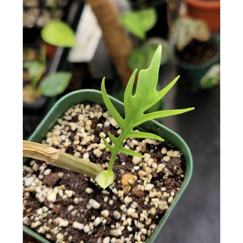 bibit bonggol philodendron tortum philo termurah