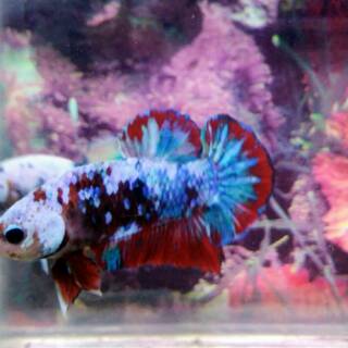 930 Koleksi Gambar Ikan Cupang Multicolor Terbaik