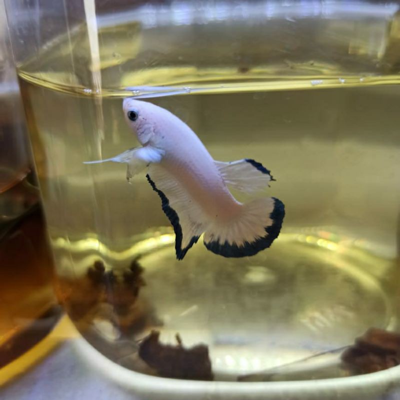 Hiasan aquarium ikan cupang plakat blue rim jantan
