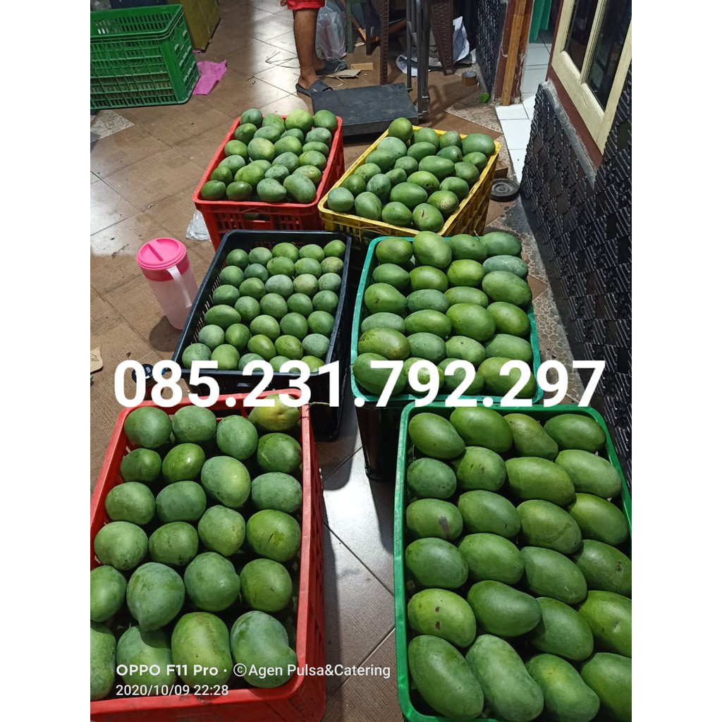

mangga alpukat