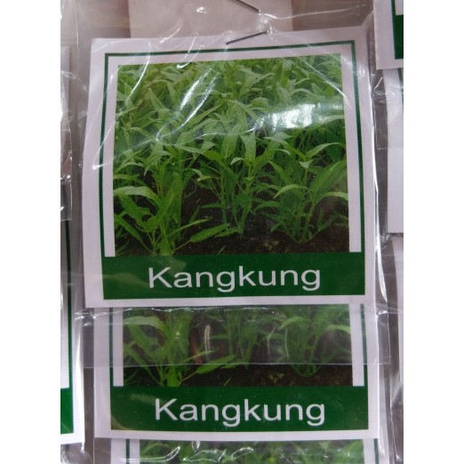 benih kangkung / benih kangkung KECIL