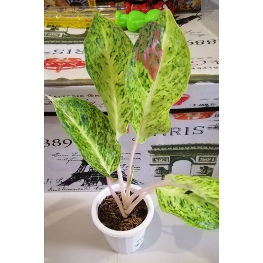 Aglaonema Striptis White