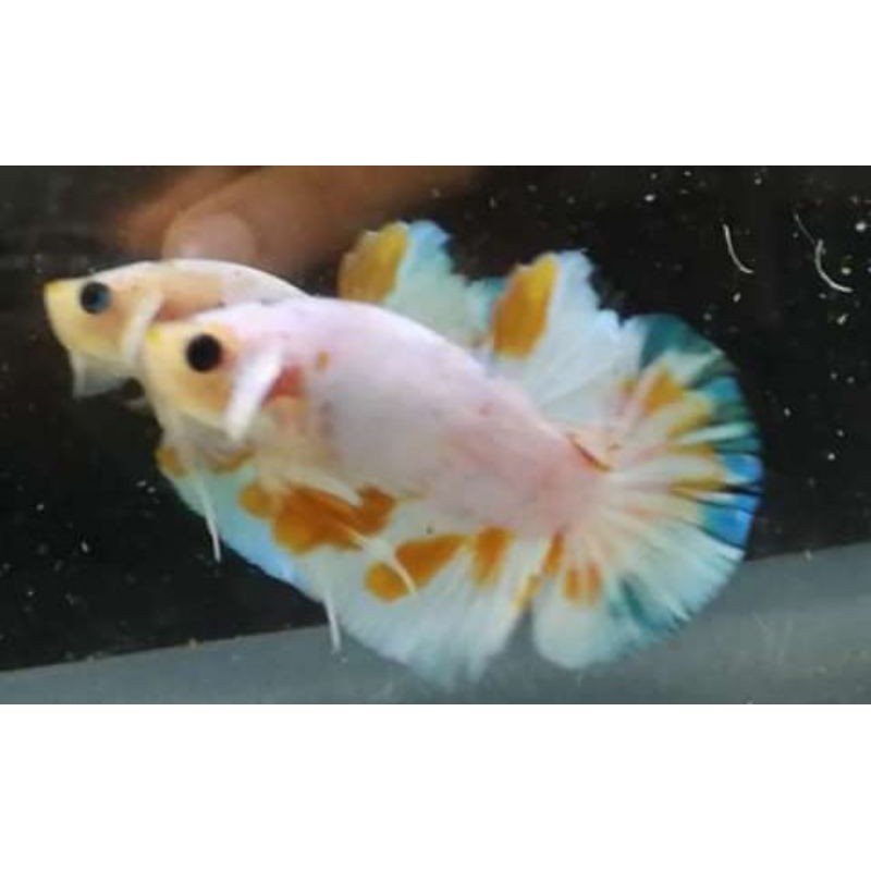 

koi galaxy multi colour