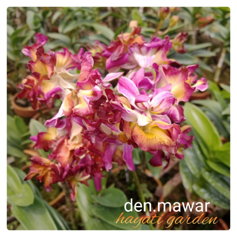 Anggrek Dendrobium Mawar