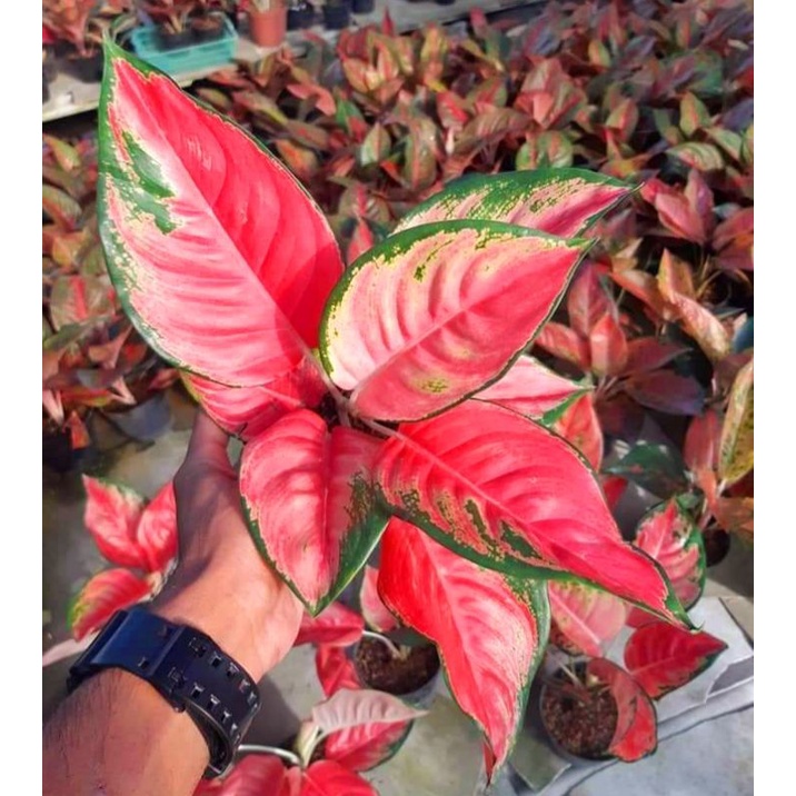 Aglonema Kochin Pink ( Tanaman Hias Aglonema Kochin Pink Termurah ) BISA COD ✅