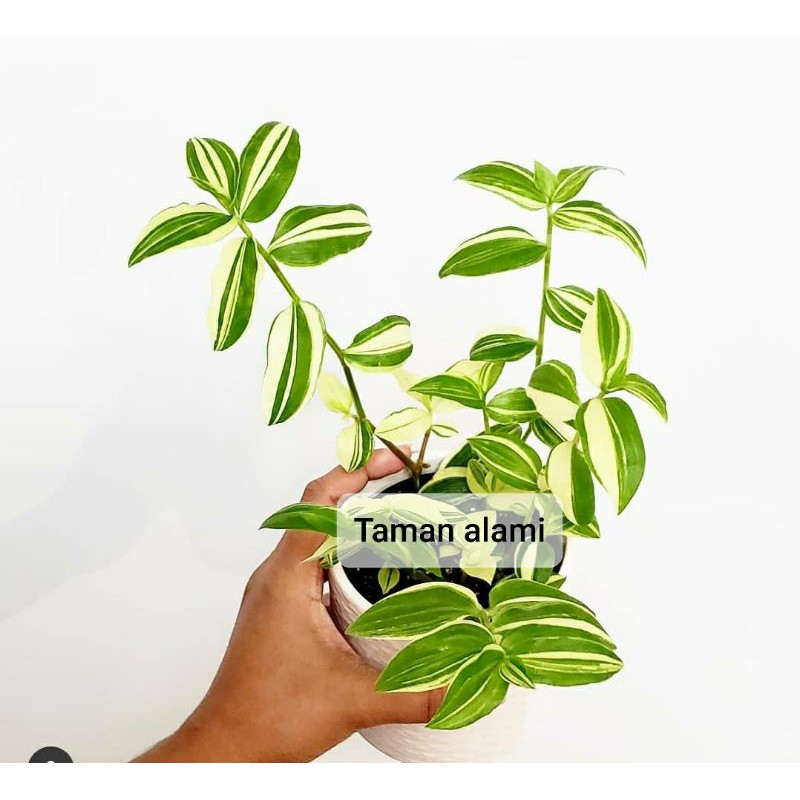 tradescantia variegata - tanaman hias tradescantia variegata