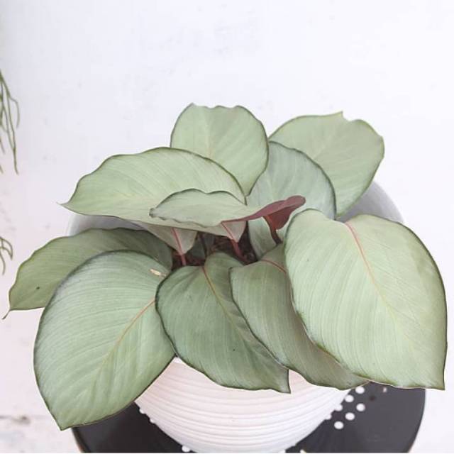 Calathea Silver plate-calathea silver-tanaman hias calathea
