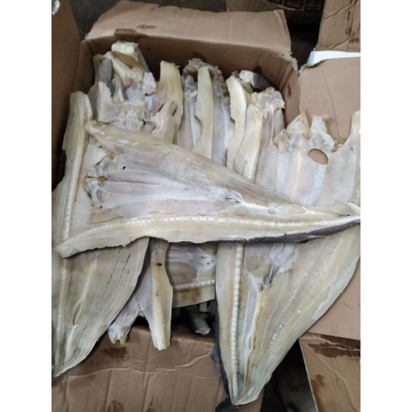 

ikan cucut utuh fresh ; 1 kg terlaris