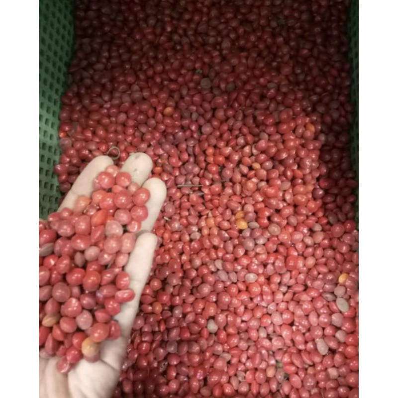 

BIJI SAGA // BLENDUNG // BIJI-BIJIAN