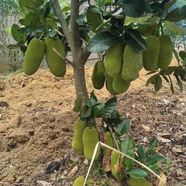 Bibit Nangka Sayur asal Okulasi