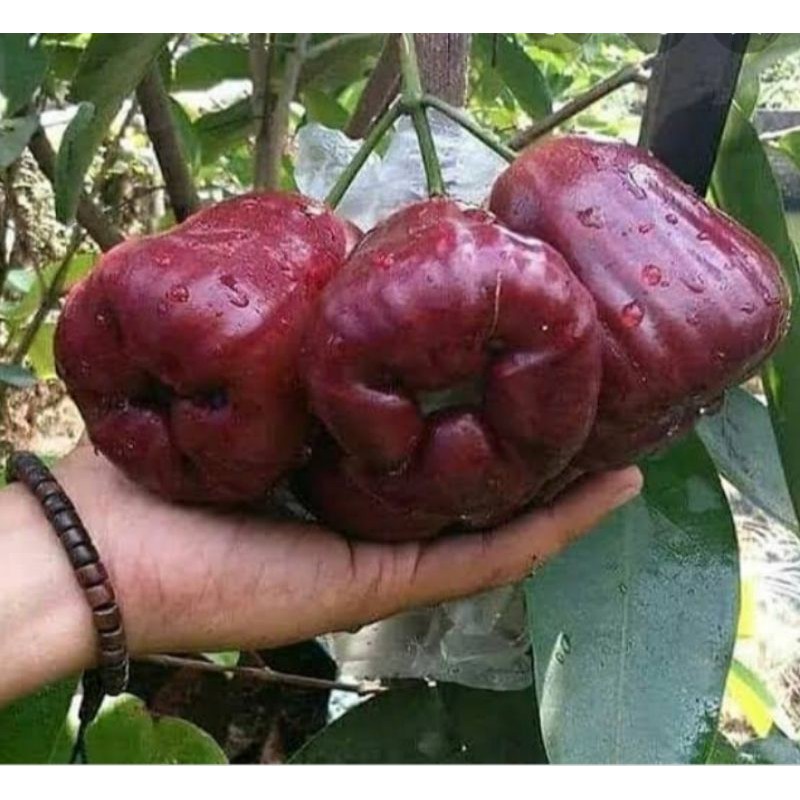 BIBIT BUAH JAMBU AIR DALHARI/BIBIT JAMBU AIR DALHARI