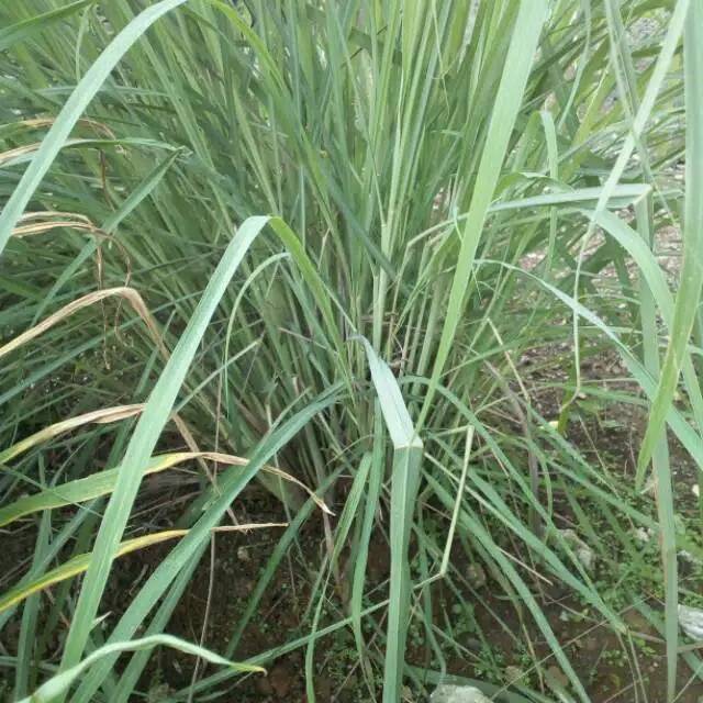 Bibit Tanaman Sereh Sayur Bibit Sereh Sayur Bibit Tanaman Serai