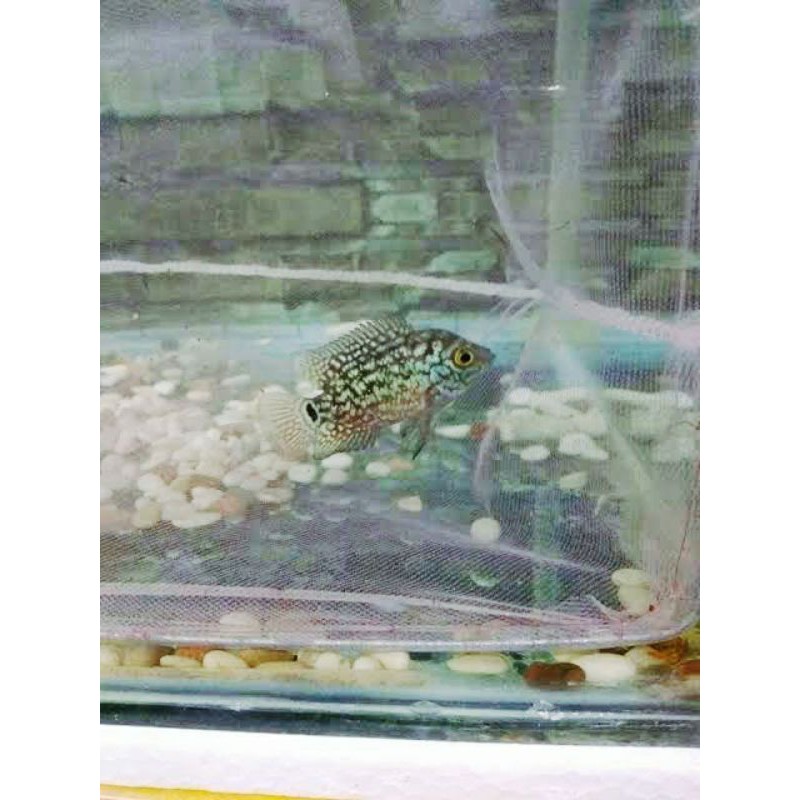 ORIGINAL ikan louhan kamfa f2 ori thailand burayak lohan thailand tailan real pict ASLI PEDES
