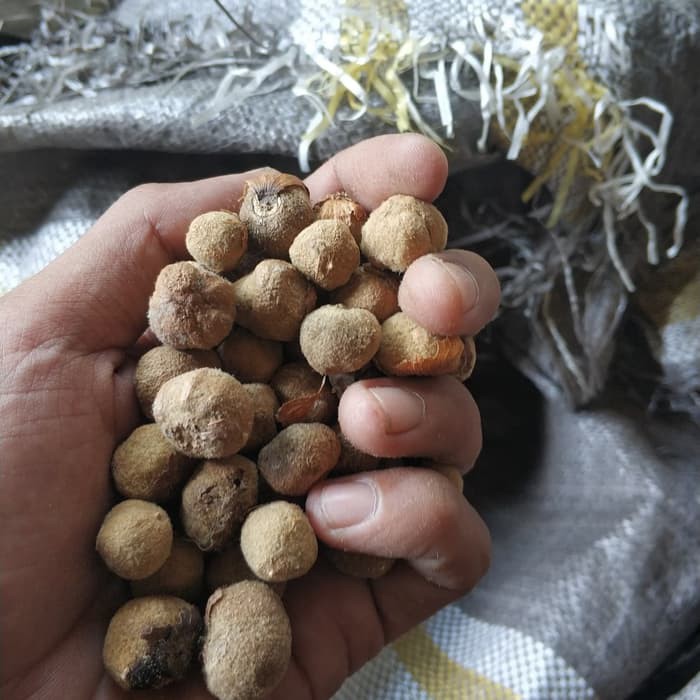 Diskon 10 Ons Biji Benih Kayu Jati Hybrid Solomon