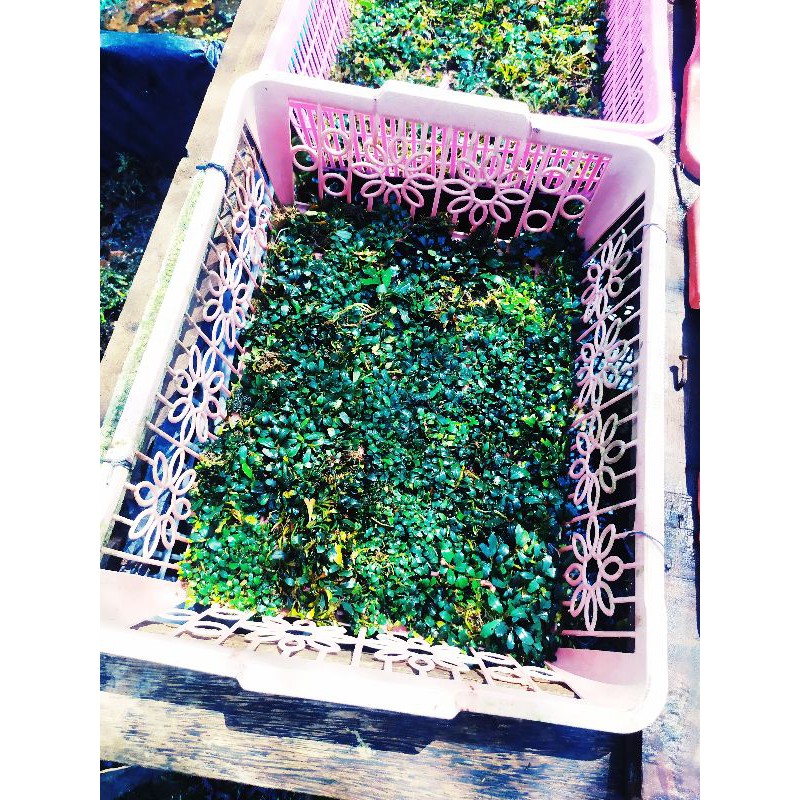 bucephalandra mini micro silver porsi keranjang